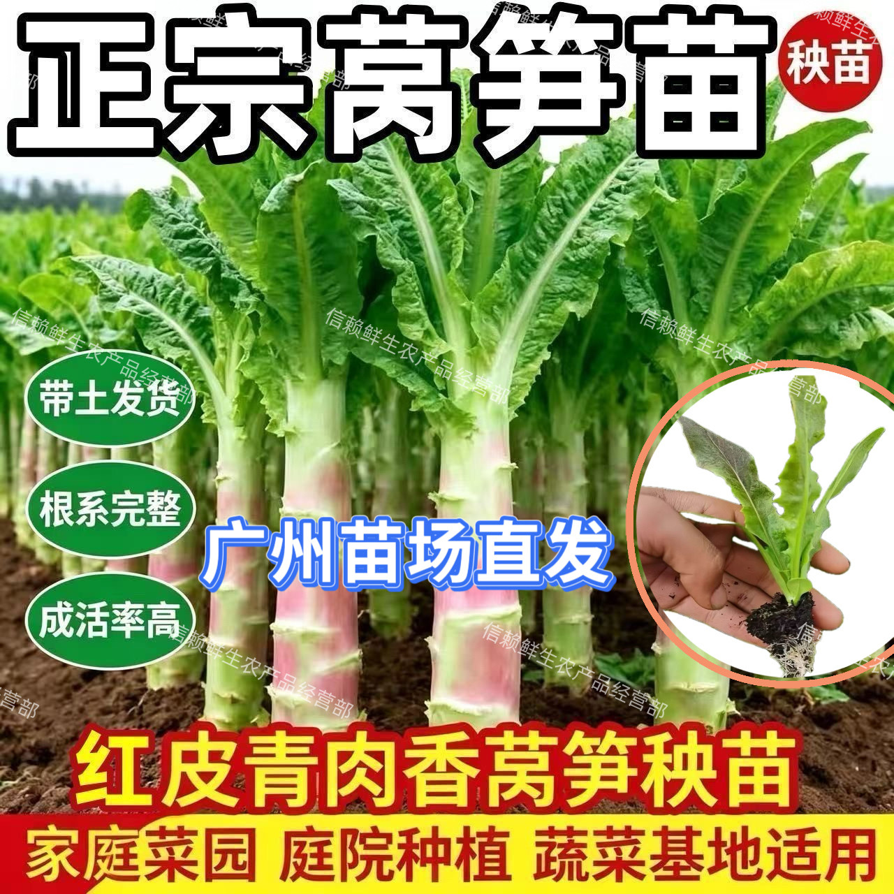 【新苗上市】莴笋苗广东红色青肉莴苣苗秧紫皮尖叶耐寒当季蔬菜苗