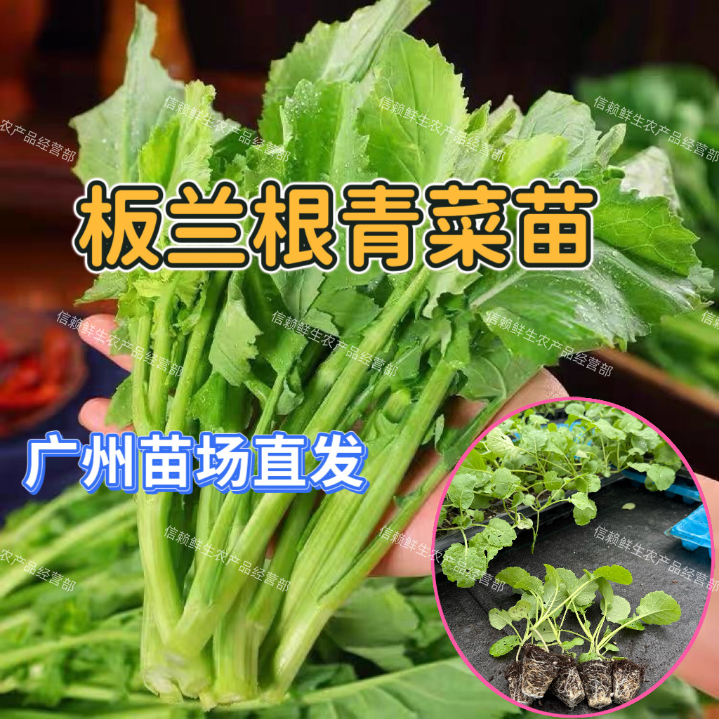 广东板兰根苗板兰根青菜秧苗当季蔬菜苗秧现拔带土发货成活率高