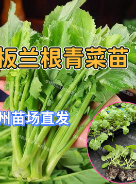 广东板兰根苗板兰根青菜秧苗当季蔬菜苗秧现拔带土发货成活率高
