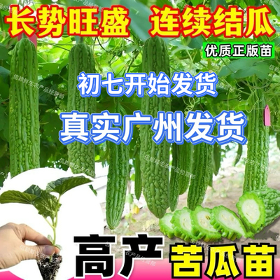 高档假珍珠凉瓜秧苗当季易种带土