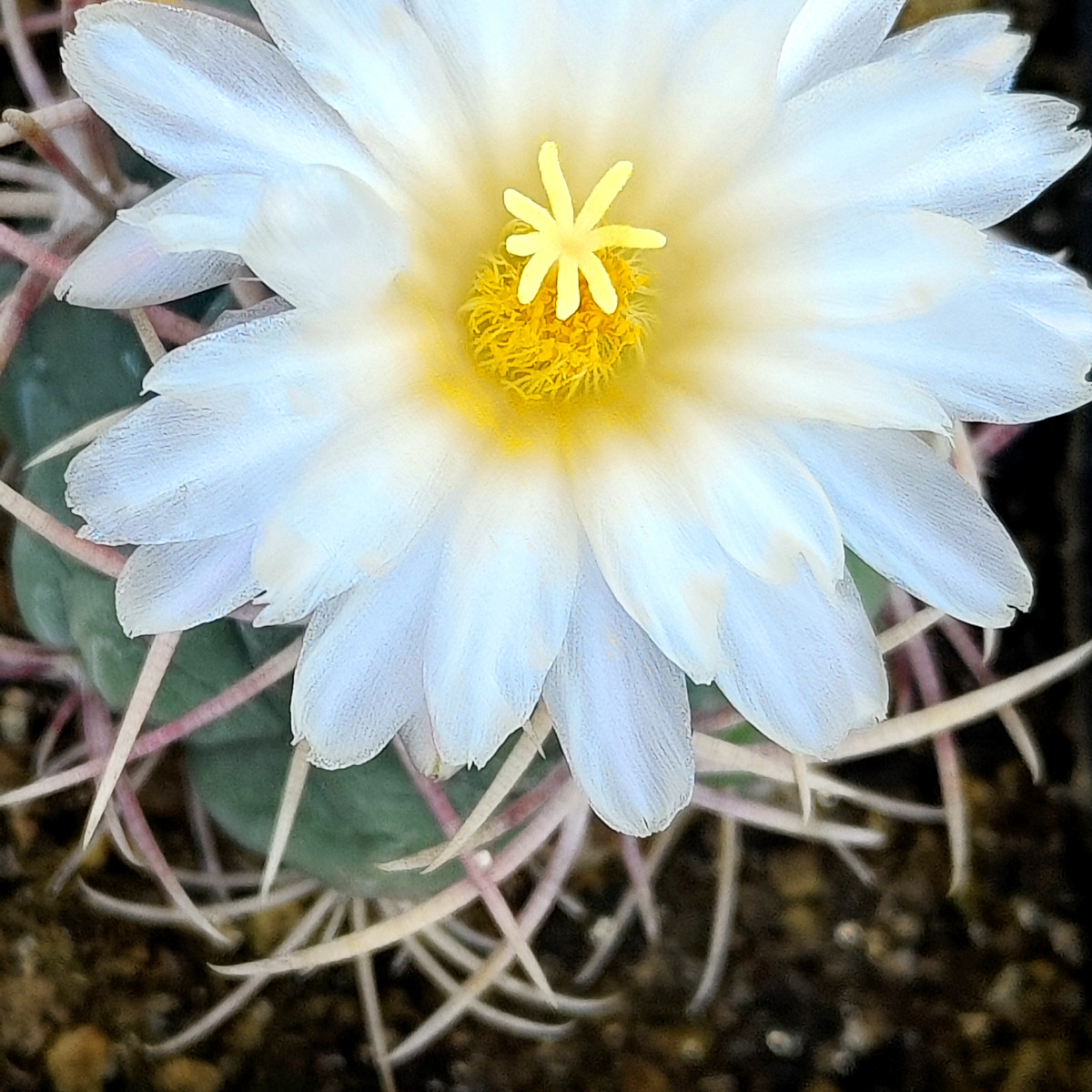 珍稀多肉植物盆栽绿植仙人球强刺特选绯冠龙种子10粒起