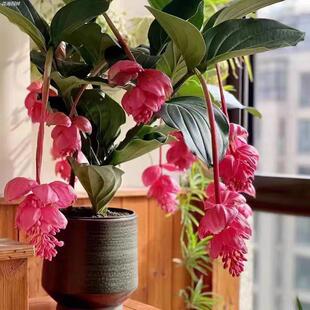 重庆宝莲灯花盆栽带花苞大盆四季开花好养室内网红高档花卉年宵花