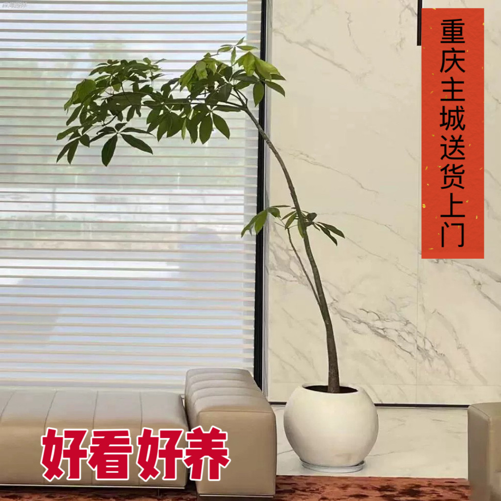 重庆原生发财树盆栽造型大型绿植办公室内客厅净化空气观叶花卉植