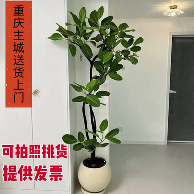 孟加拉榕盆栽高山榕大型绿植黄金榕树室内客厅落地网红橡皮树植物