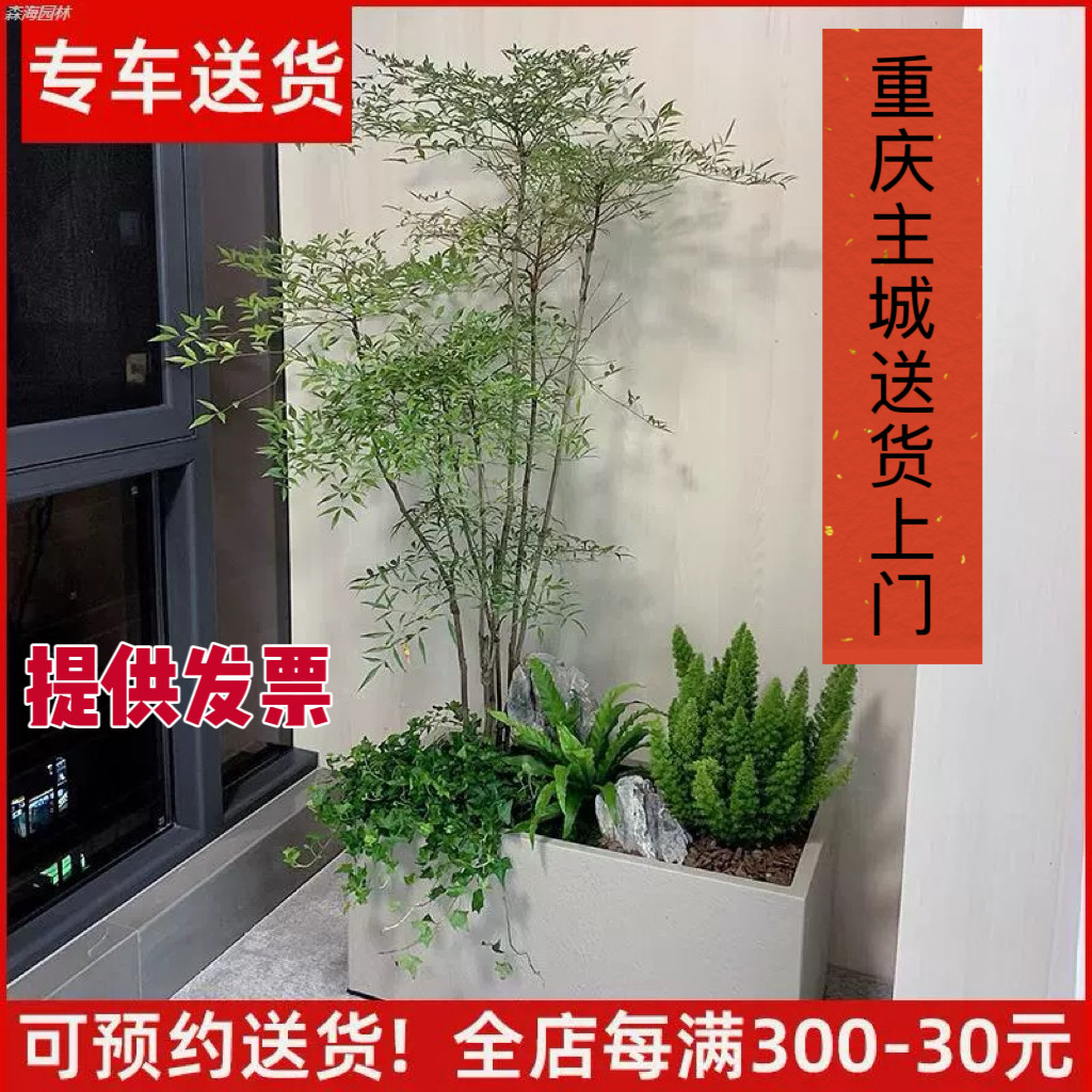植物组合景观 好养造景微景观沙生 大型盆栽门面室内阳台庭院绿化