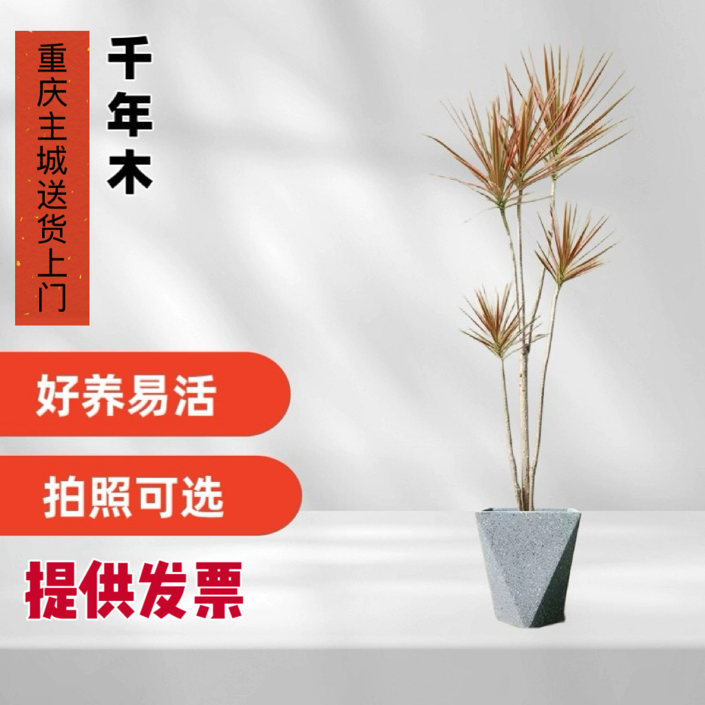 五彩千年木马尾铁三色观叶植物