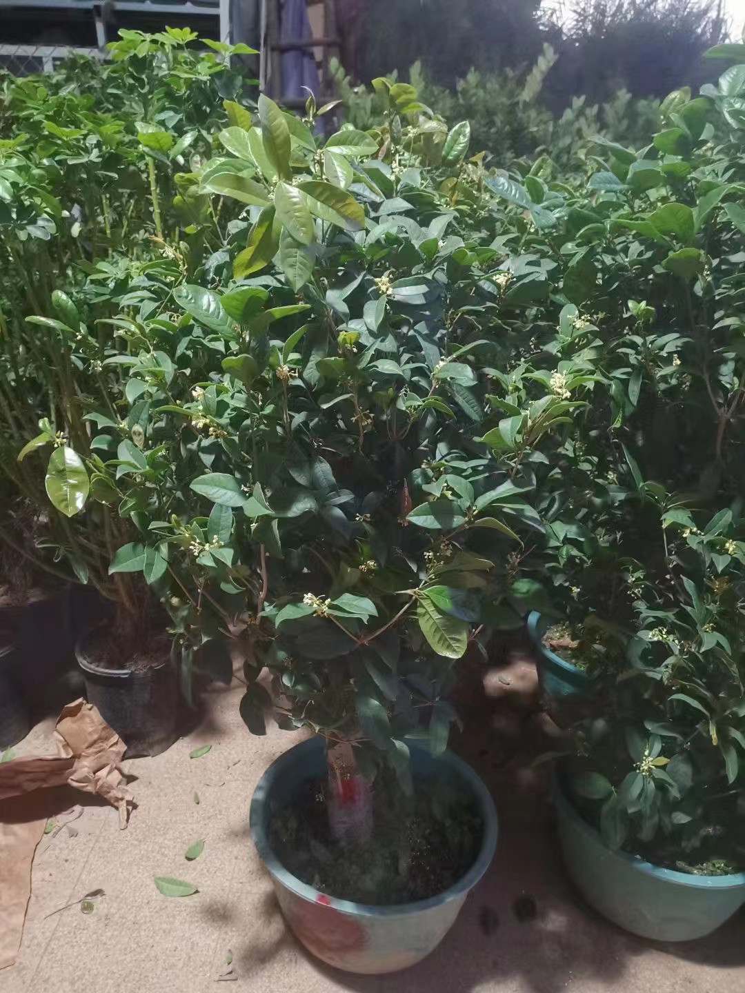 桂花盆景/四季桂盆栽/四季金桂/室外阳庭院植物/阳台花园花卉