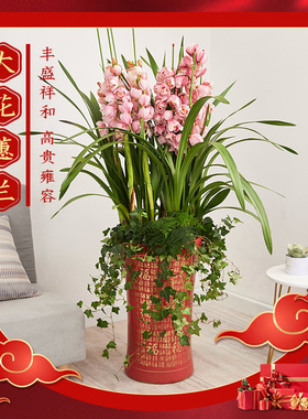 重庆年宵花 大花蕙兰带花苞盆栽室内橙色红花大型拱兰鲜花植物