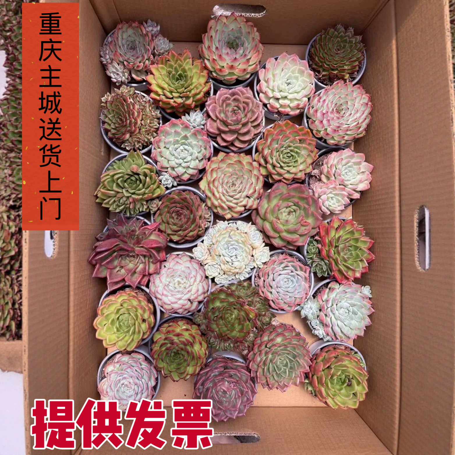 玉翁万重山生石花吉娃娃多肉绿植盆栽办公室内桌面观赏小植物花卉