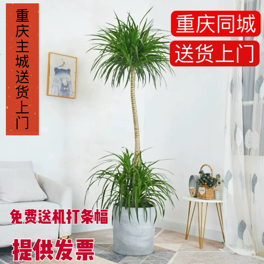 龙血树大型植物室内绿植卧室客厅办公室除甲醛巴西铁多头老桩盆栽