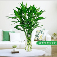 富貴竹/開(kāi)運(yùn)竹/轉(zhuǎn)運(yùn)竹/水養(yǎng)水培植物花卉//美化環(huán)境/重慶