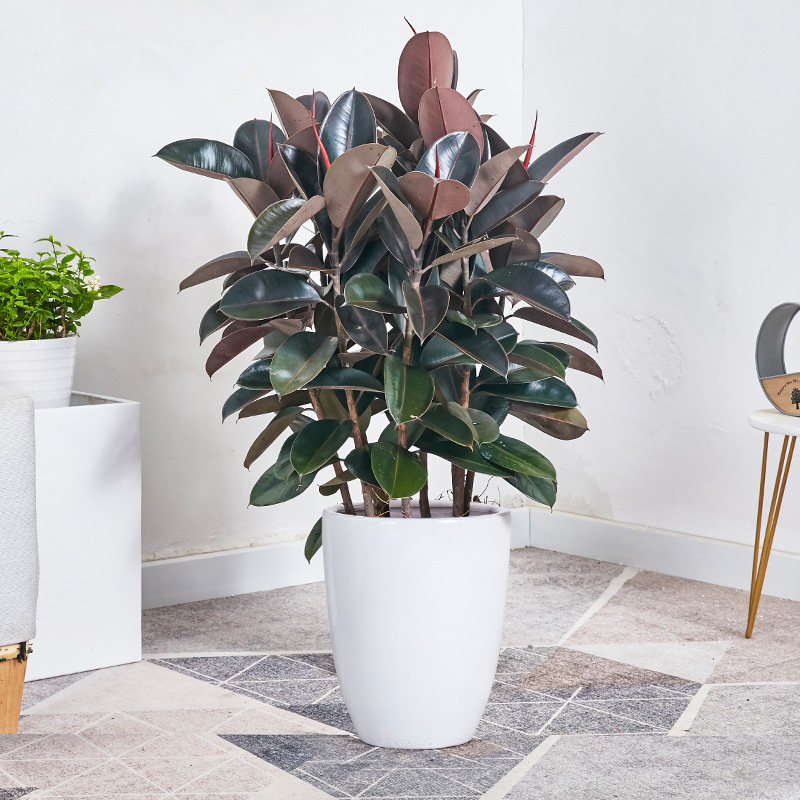 橡胶榕盆栽黑叶橡皮树盆景大叶办公室内外家居净化空气绿植