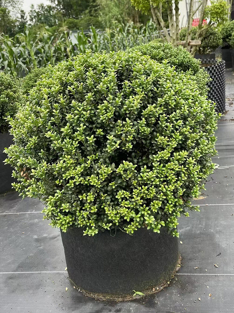 龟甲冬青球花园庭院造景耐寒小叶四季常绿植物大盆栽易养活