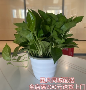 绿萝盆栽可水培花卉办公室植物净化空气新装 发货 修吸甲醛满200元