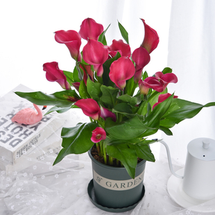 彩色马蹄莲懒人盆栽带花苞发货鲜花客厅办公室插花花期超长的花卉