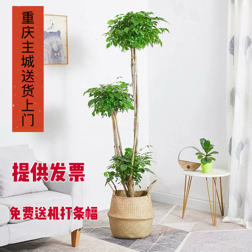 幸福树绿宝树清新空气