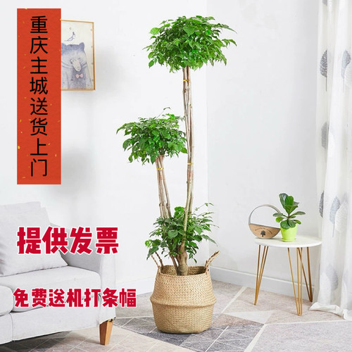 幸福树绿宝树清新空气