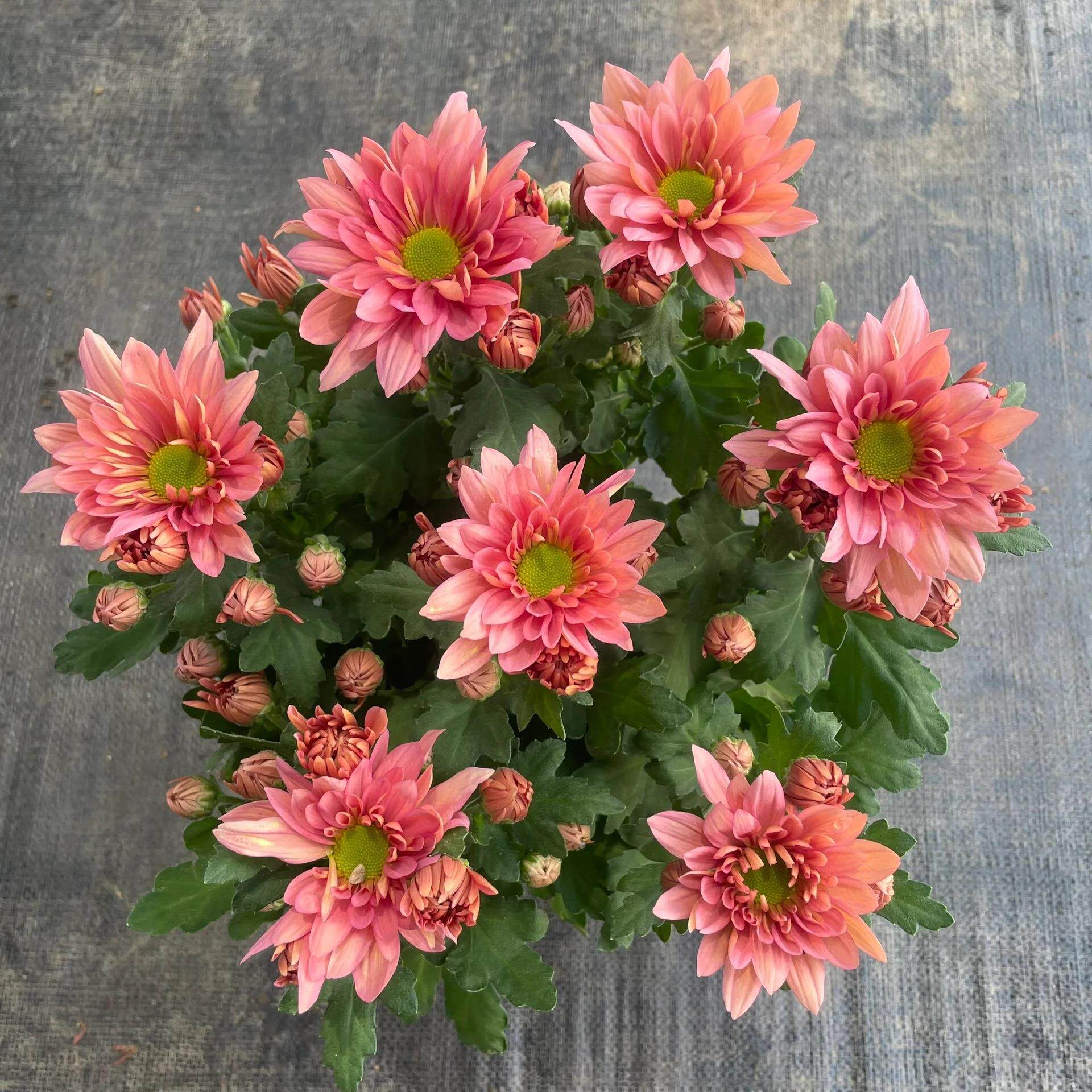 荷兰菊花盆栽多头菊三文鱼小雏菊四季花卉庭院室内阳台绿植带花苞