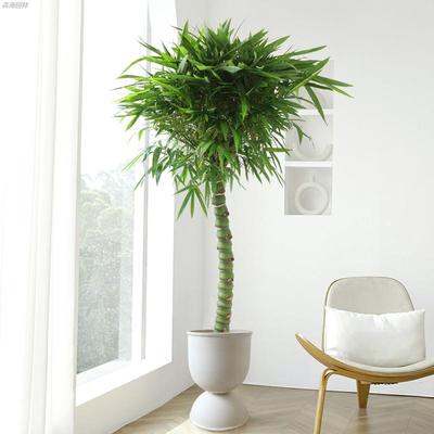 佛肚竹大盆栽客厅绿植网红禅意风落地式真花卉办公室内大型植物