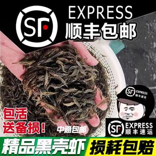 2厘米左右随机捞取 黑壳虾河虾草虾工具虾除藻虾顺丰 包邮