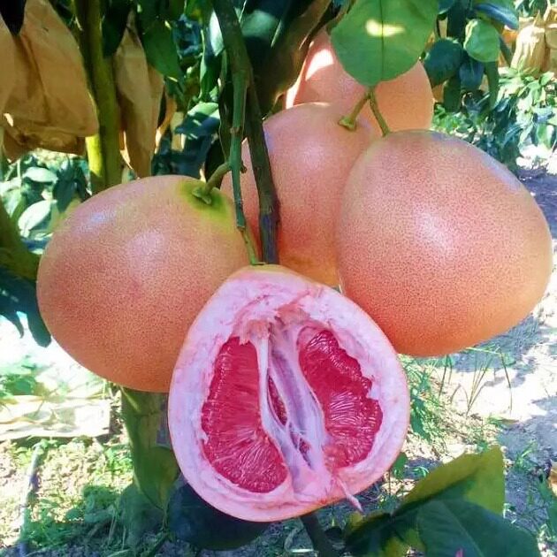 三红柚果肉红口感细腻水分饱满