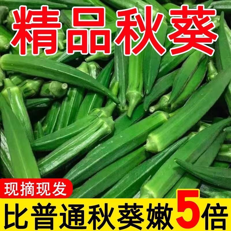 秋葵新鲜海南时令秋葵蔬菜鲜嫩整箱现采装农家羊豆角露天种植