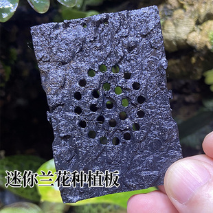 青氧-迷你植物种植板蝴蝶兰花鹿角蕨种植固定板小型附生植物绿植