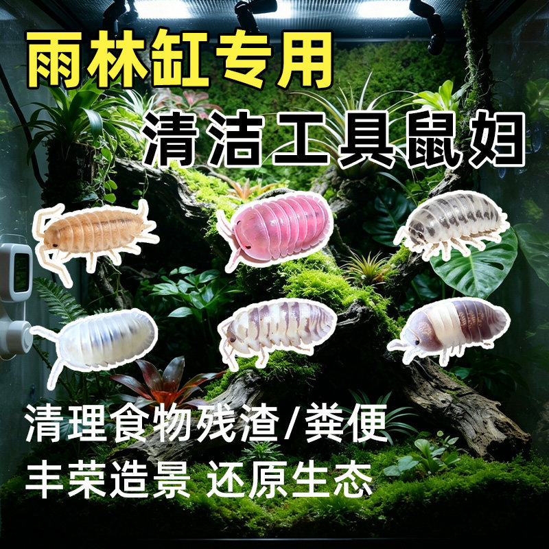 【青氧】鼠妇活体雨林缸生态清洁虫奶牛橘化熊猫王爬宠造景西瓜虫
