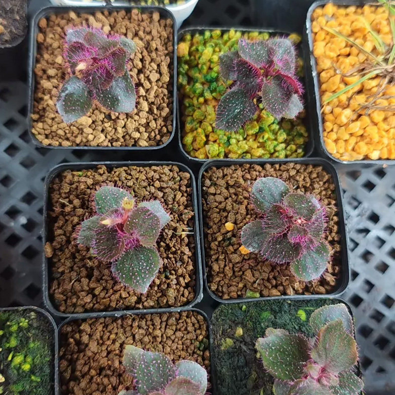 【青氧】迷你植物绿植酒红蜂斗草加里曼丹产雨林缸盆栽