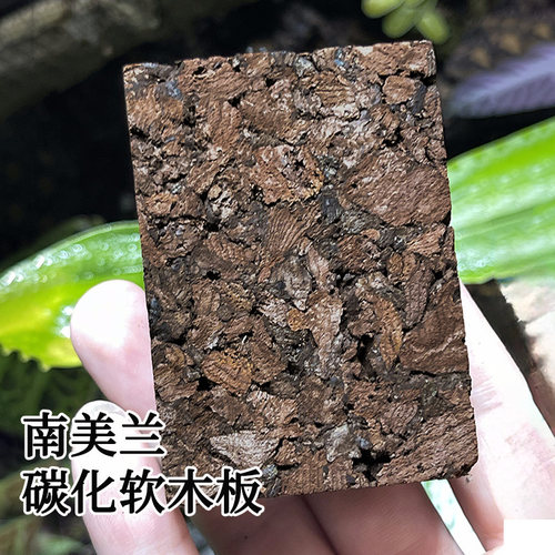 【青氧】南美兰碳化软木板兰花板植上板小型附生植物迷你绿植热植