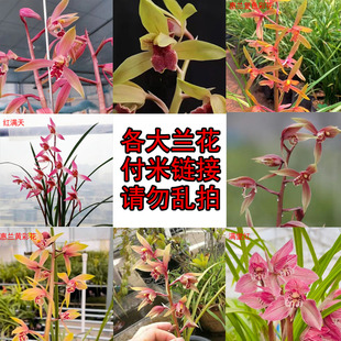 精品名贵兰花直播春兰惠兰春剑莲瓣兰带花苞兰花苗好养易活