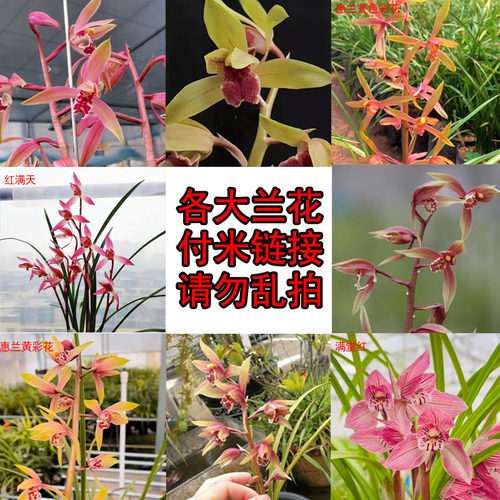 精品名贵兰花直播春兰惠兰春剑莲瓣兰带花苞兰花苗好养易活