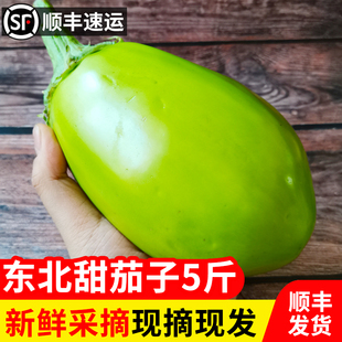东北茄子新鲜生吃现摘甜绿茄子青茄子蔬菜农家自种园茄子5斤装