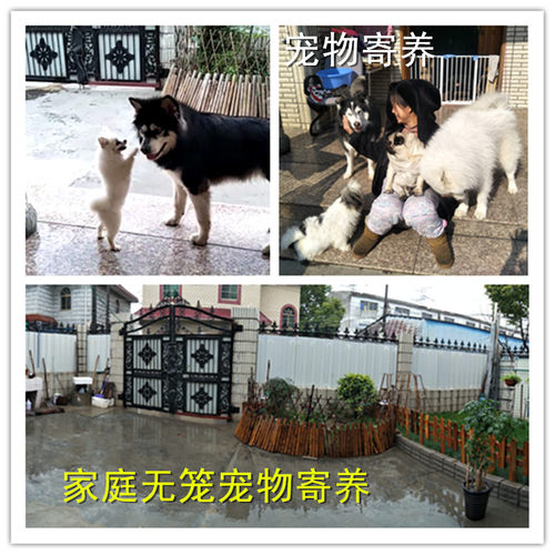 可开票上海家庭狗狗大型犬散养