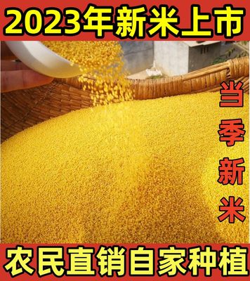 小米小黄米2023新米小米