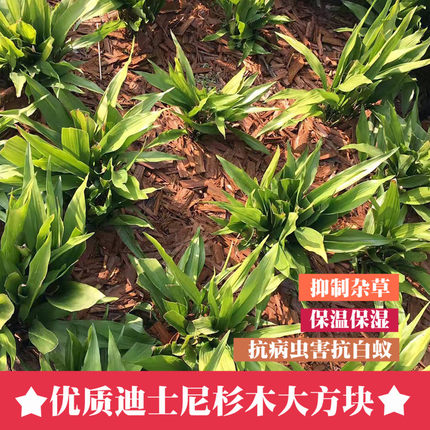 有机覆盖物迪士尼树皮园林生态月季花池地坪表面绿化土壤杉木皮