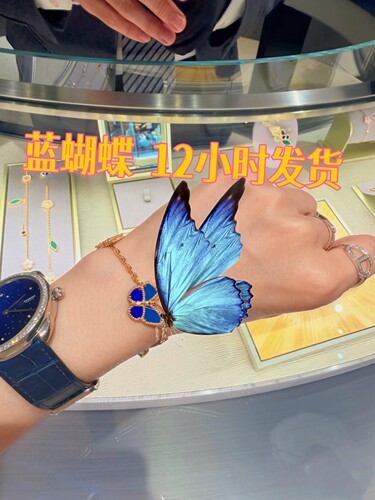 蓝蝴蝶 清洁 专拍