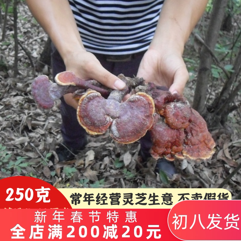 灵芝 野生干货250克整枝林芝非灵芝孢子粉可切片泡酒纯野生赤灵芝|msdalam kategori makanan berkhasiat tradisional, Ganoderma, Pemangkasan Ganoderma lucidum - dari Buy2taobao.com untuk memberikan perkhidmatan ejen Taobao profesional membeli