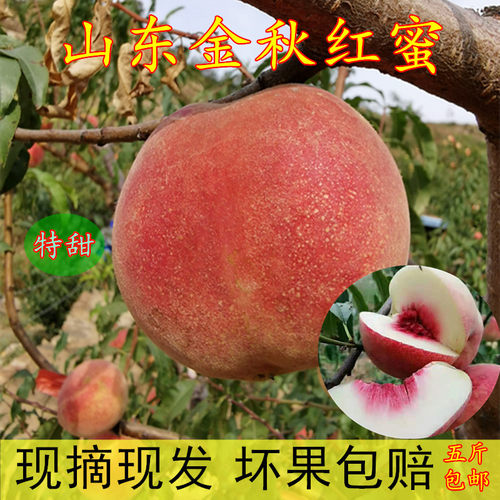 甜度高烟台4.5-5斤桃金秋红蜜