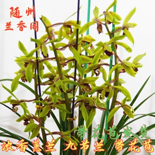 随州兰花苗浓香型蕙兰春兰九头兰九节兰盆栽绿植兰花苗花卉盆景