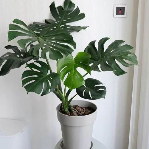 大型盆栽绿植室内客厅吸甲醛净化