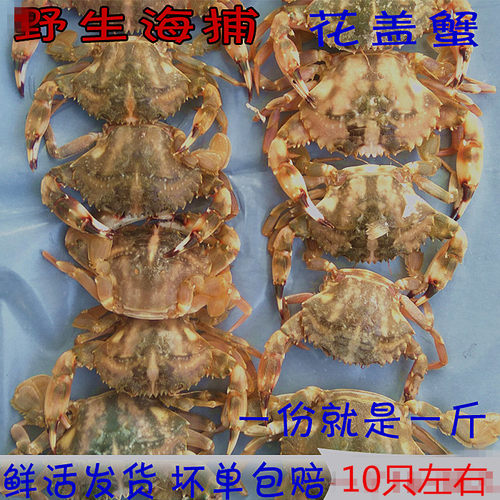 鲜活水产石头三斤包邮花盖蟹