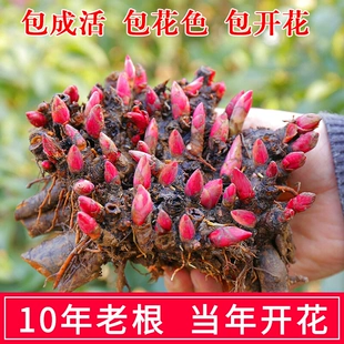 芍药花苗重瓣带芽老根块多年生四季 开花阳台庭院浓香花卉盆栽植物