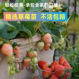 草莓苗四季 盆栽食用带盆土阳台易种活南北方新苗红颜奶油草莓苗秧