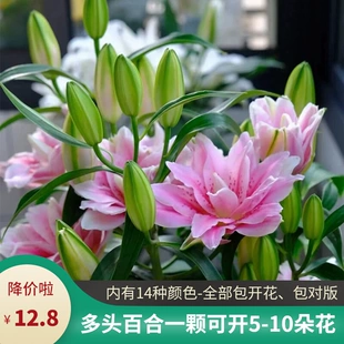 5颗香水百合种球四季 开花阳台室内室外进口重瓣百合花卉盆栽植物