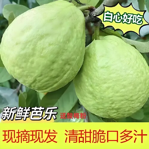 现摘白心芭乐脆甜番石榴当季新鲜水果坏果包赔