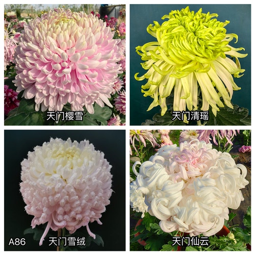 三军菊花/12cm口径盆栽大苗/去盆土球发货