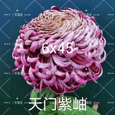 *三军菊花*菊花盆栽阳台庭院植物中国传统九月菊大花菊花苗