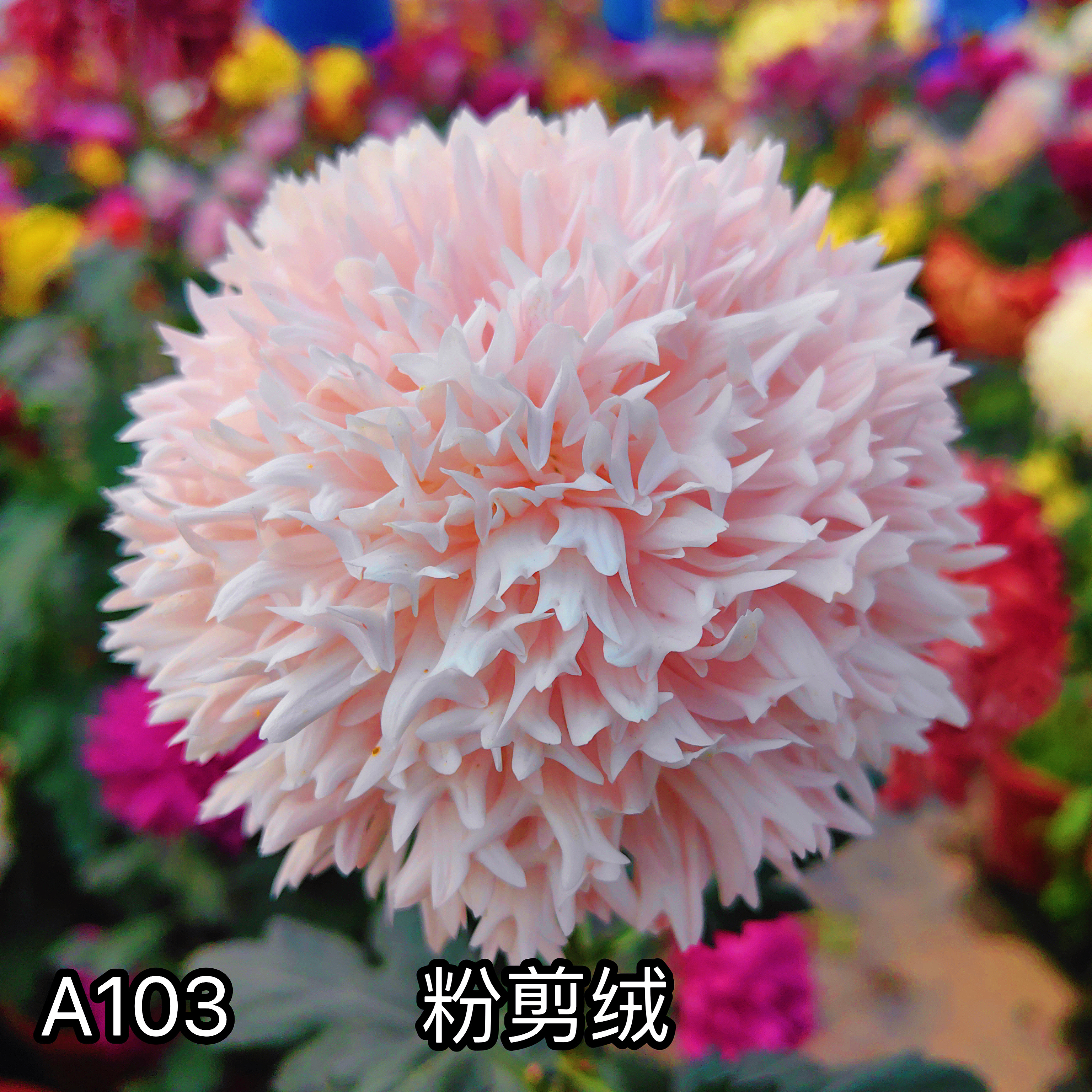三军菊花/天门系列/ A103粉剪绒（中221）/菊花苗/九月菊大花秋菊