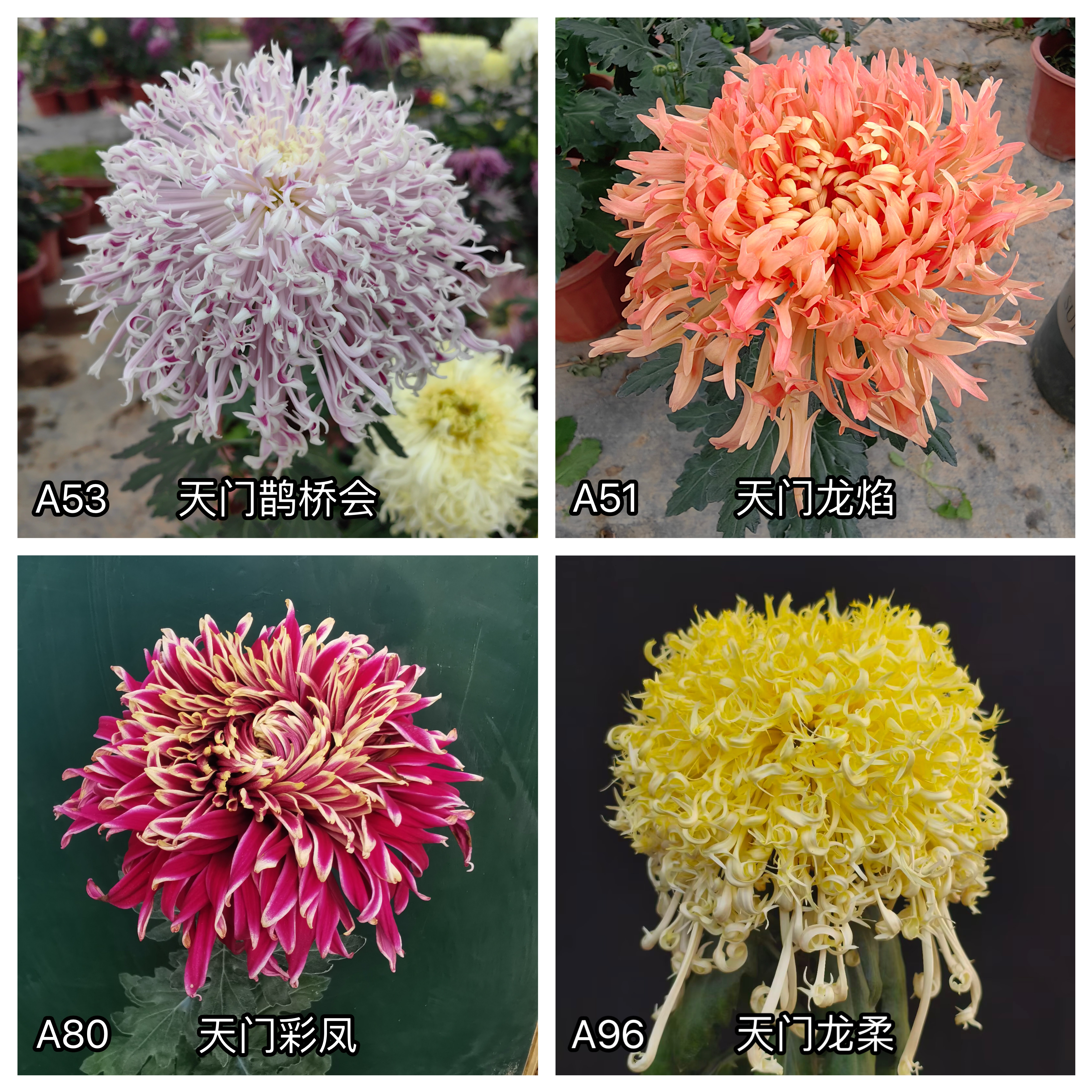 三军菊花/天门系列大菊/A2组50种/菊花苗/满30元包邮图片
